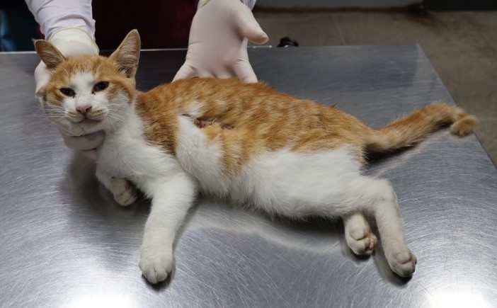 제주 동물보호센터_450650202502821